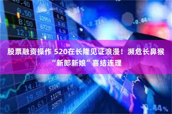 股票融资操作 520在长隆见证浪漫！濒危长鼻猴“新郎新娘”喜结连理